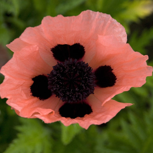 Oriental Poppy 'Queen Alexander'