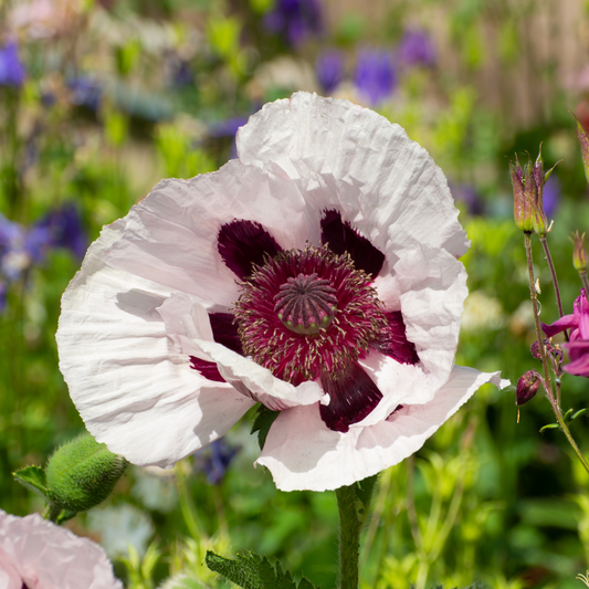 Oriental Poppy 'Royal Wedding'