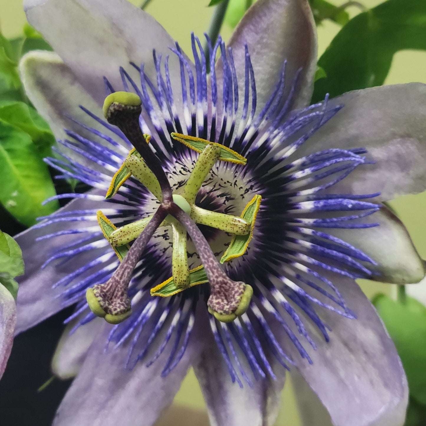 Passion Flower