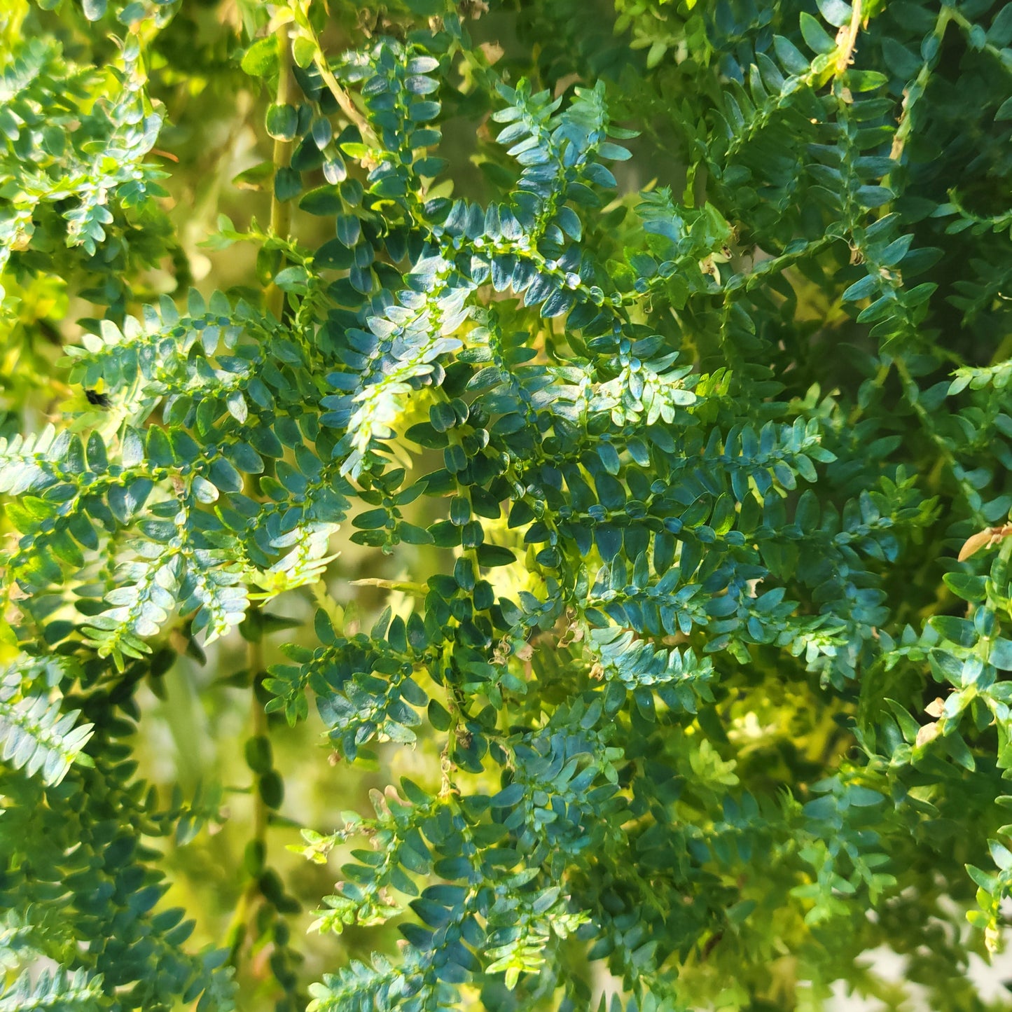 Peacock Moss