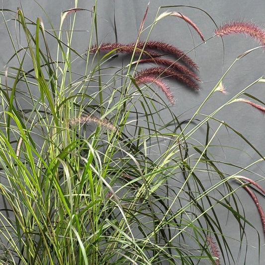 Grass 'Fountain'