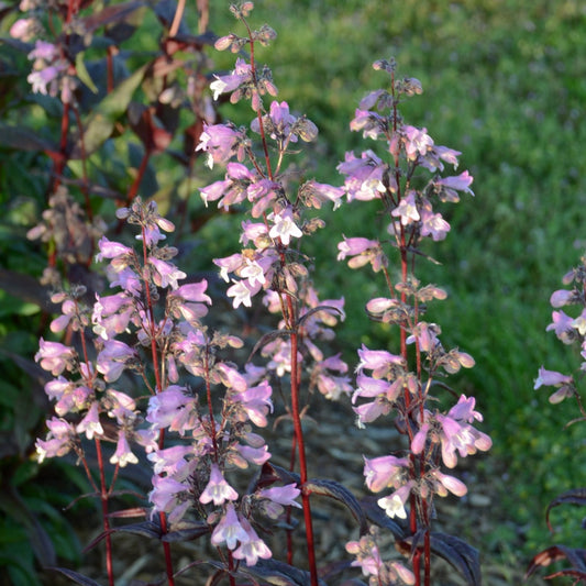 Beardtongue