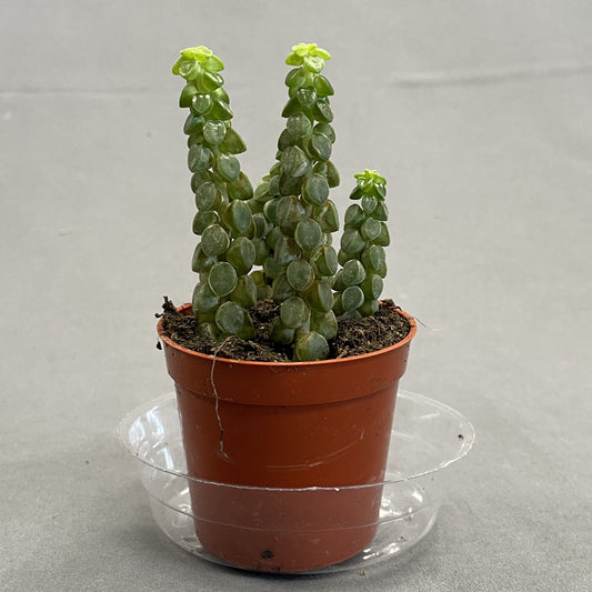 Peperomia Columella 2.5" Pot