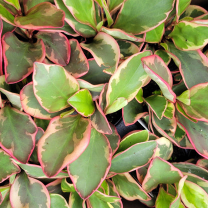 Peperomia 'Ginny'