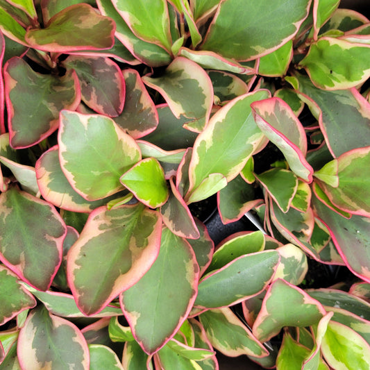 Peperomia 'Ginny'