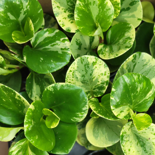 Peperomia 'Marble'