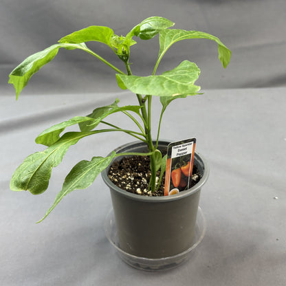 Pepper Sweet 'Yellow Sparkler'