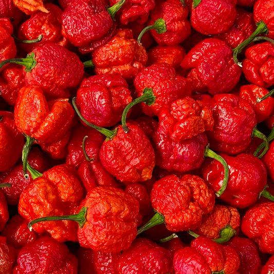 Pepper Hot 'Carolina Reaper'