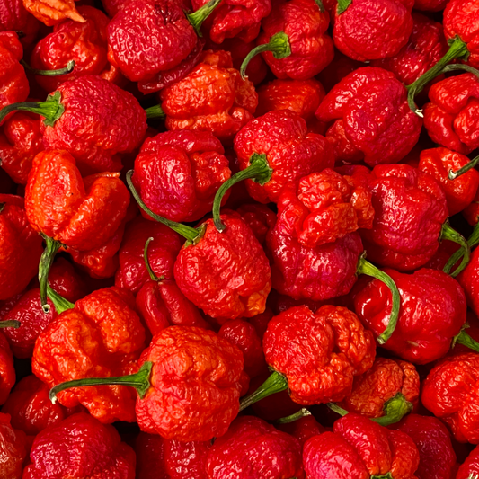 Pepper 'Carolina Reaper'