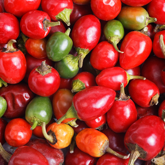 Pepper Hot 'Cherry Red'