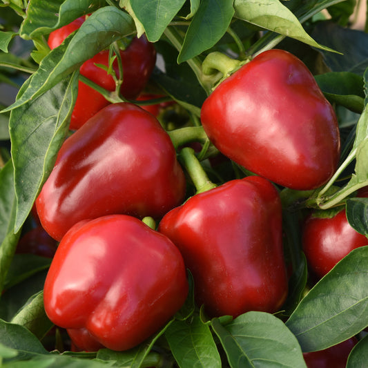 Pepper Sweet 'Snackable Red'