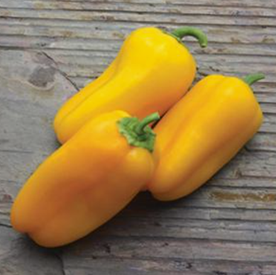 Pepper Sweet 'Yellow Sparkler'
