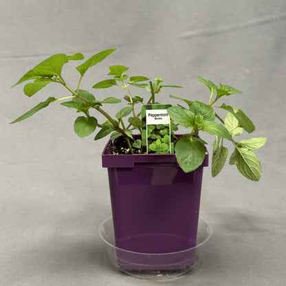 Mint 'Peppermint'
