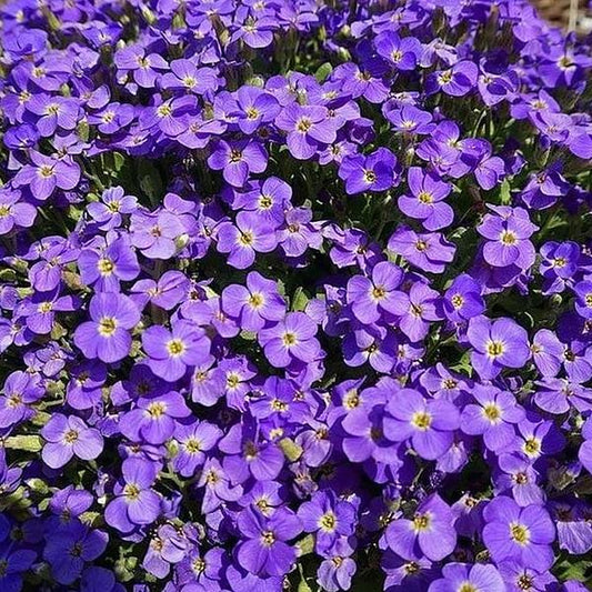 Rock Cress 'Whitewell Gem'
