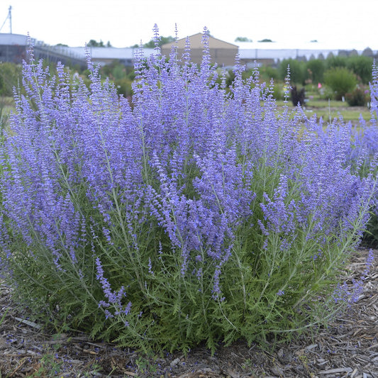 Russian Sage 'Blue Jean Baby'