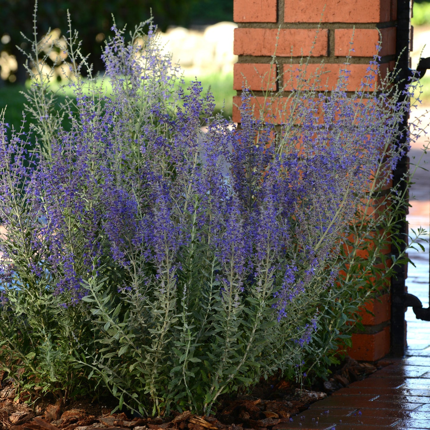 Russian Sage 'Blue Steel'