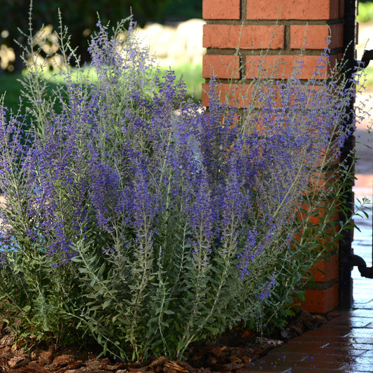Russian Sage 'Blue Steel'