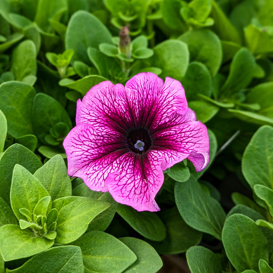 Petunia 'Daddy®'