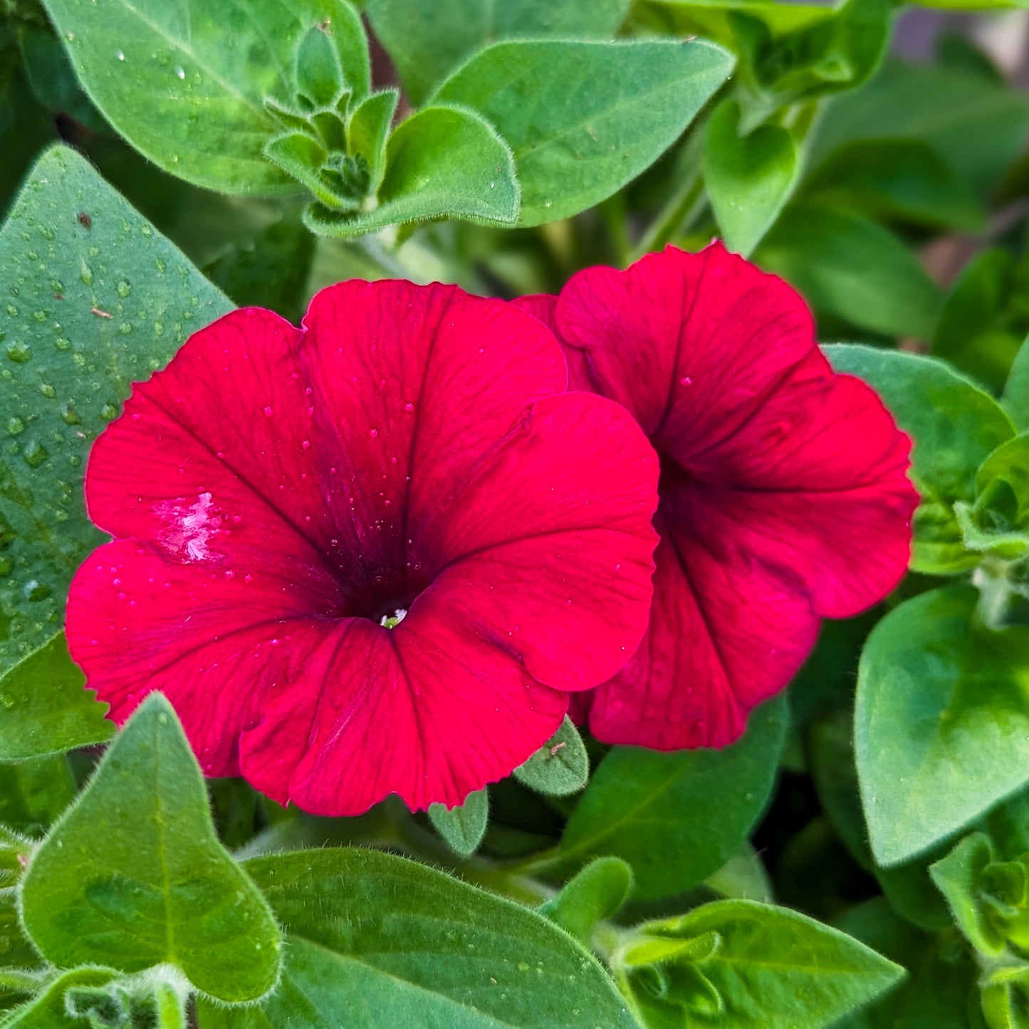 Petunia 'Easy Wave®'