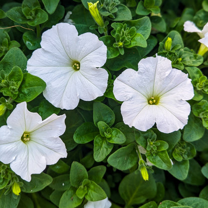 Petunia 'Easy Wave®'
