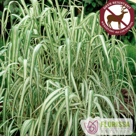 Grass