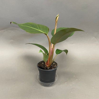 Philodendron 'Red Congo'
