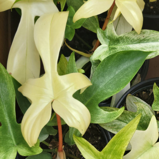 Philodendron 'Florida Ghost'