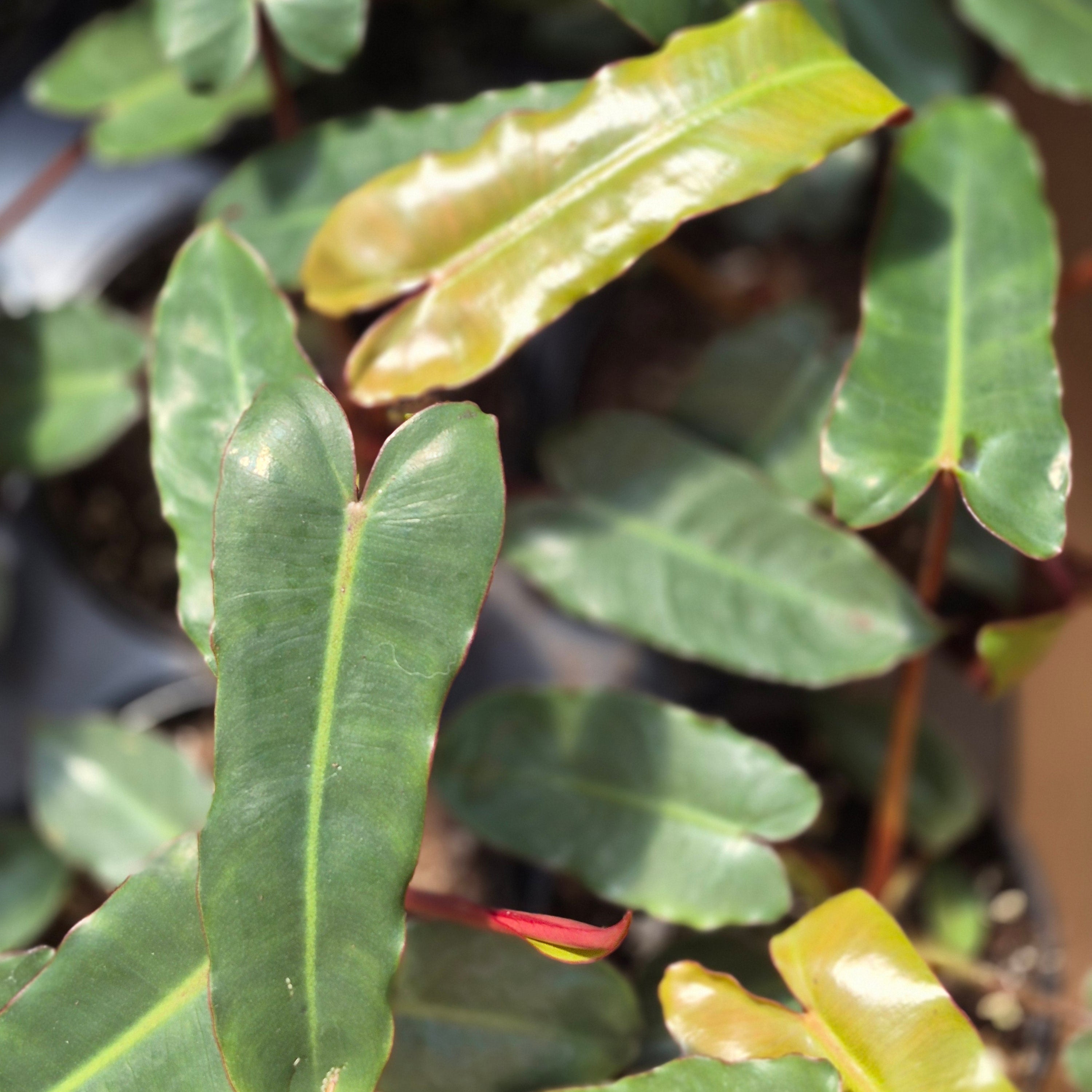 Philodendron 'Billietiae Black'
