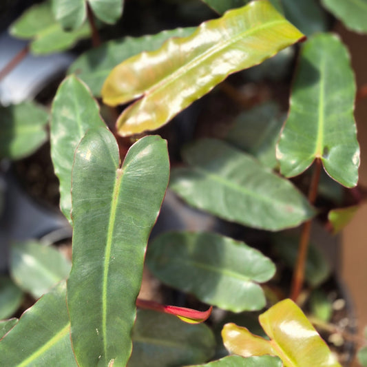 Philodendron 'Billietiae Black'