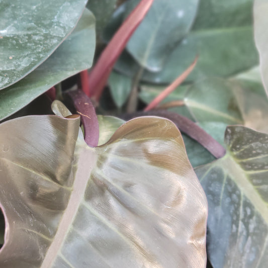 Philodendron 'Black Cardinal'