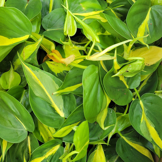 Philodendron 'Brazil'