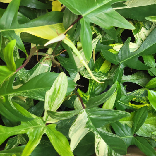 Philodendron 'Florida Beauty' Variegated