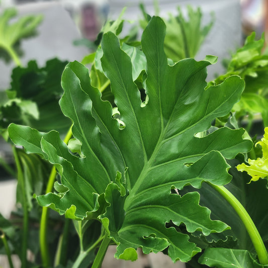 Philodendron 'Hope'
