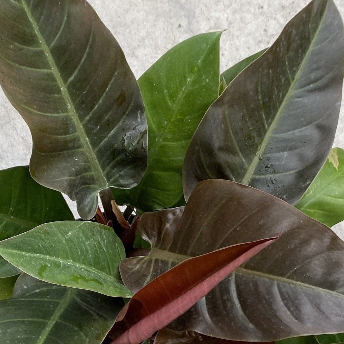 Philodendron 'Imperial Red'