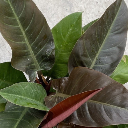 Philodendron 'Imperial Red'