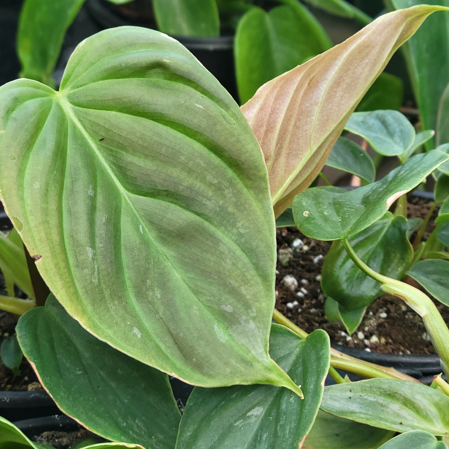 Philodendron Majestic