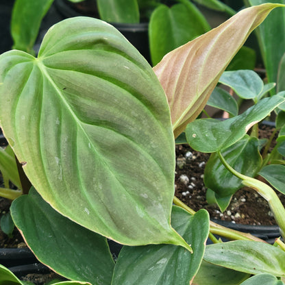Philodendron Majestic