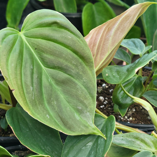 Philodendron Majestic