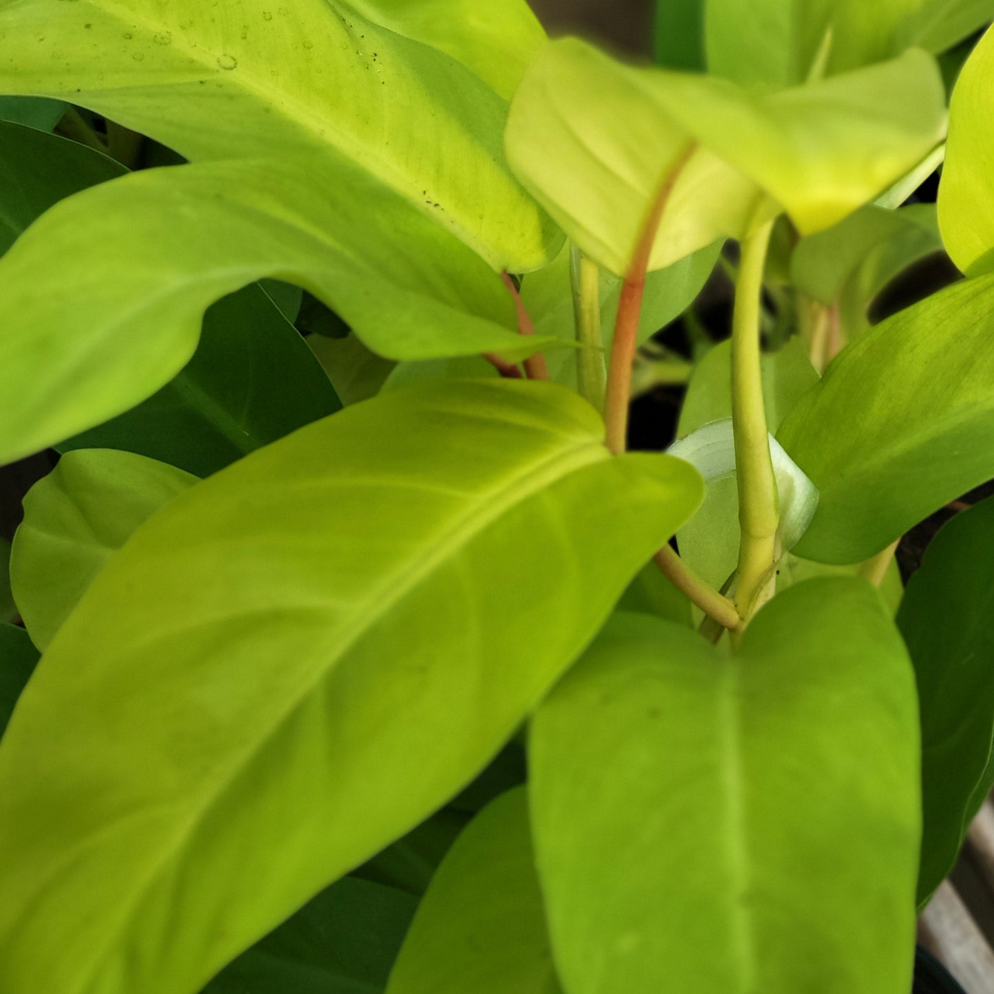 Philodendron Malayan Gold