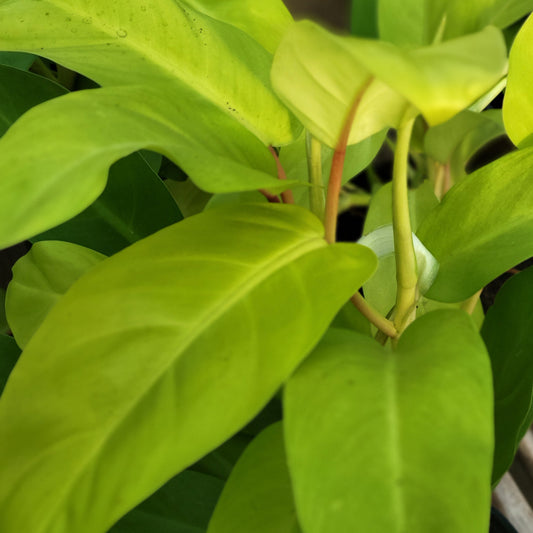 Philodendron Malayan Gold