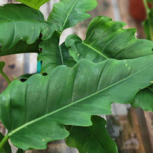 Philodendron 'Narrow Escape'