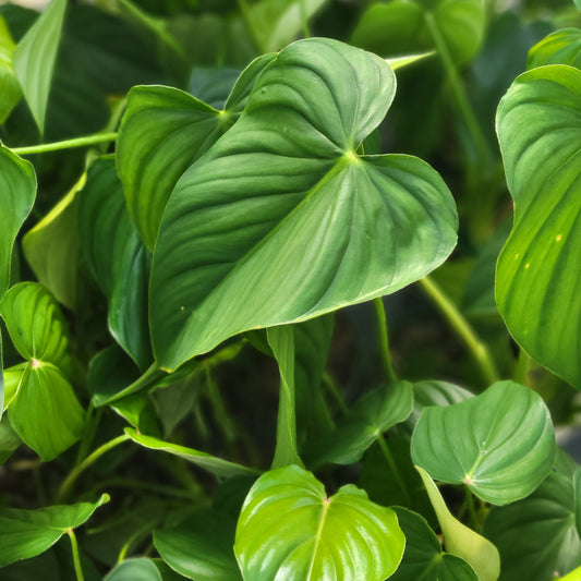 Philodendron Peltatum