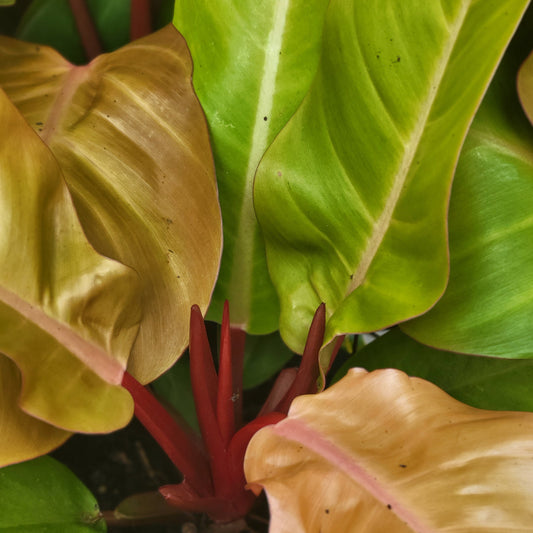 Philodendron 'Prince of Orange'