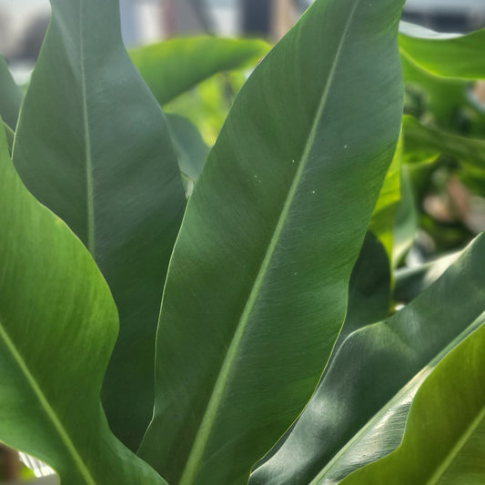 Philodendron 'Ruizii'