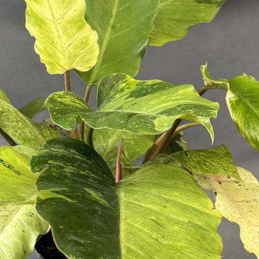 Philodendron Snowdrift Variegated