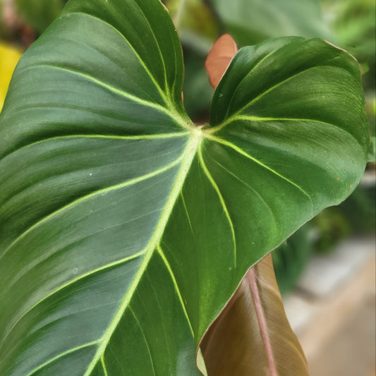 Philodendron 'Summer Glory'