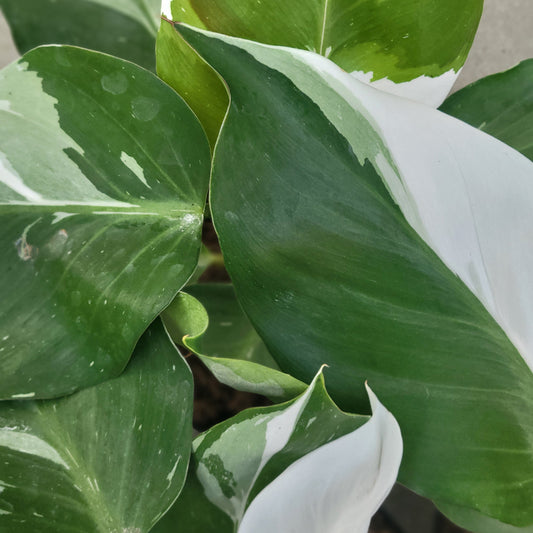 Philodendron 'White Knight'