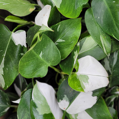 Philodendron 'White Wizard'