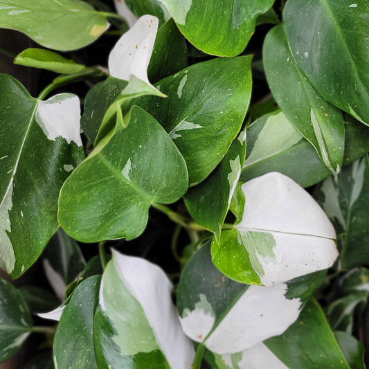 Philodendron 'White Wizard'