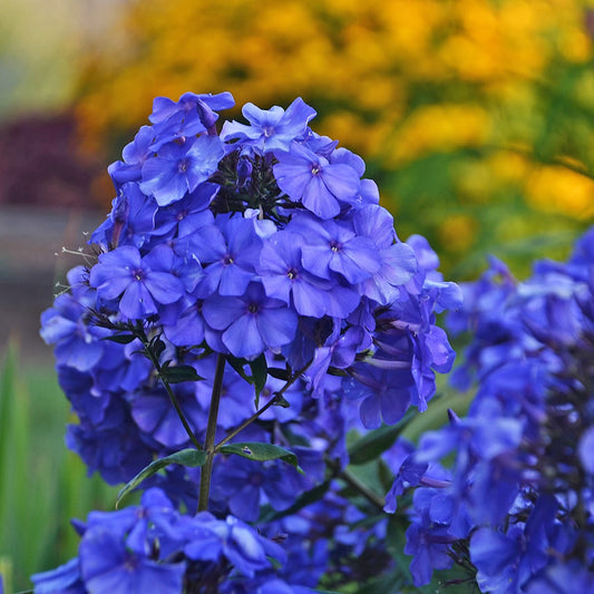 Phlox 'Blue Paradise'
